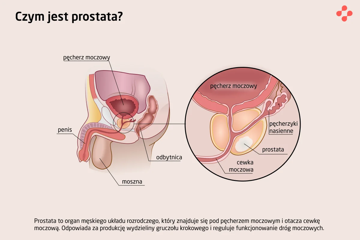 Co to jest prostata