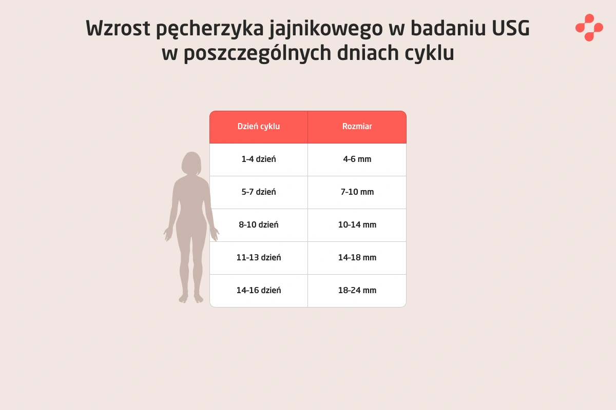 Wielkość pęcherzyka jajnikowego w poszczególnych dniach cyklu
