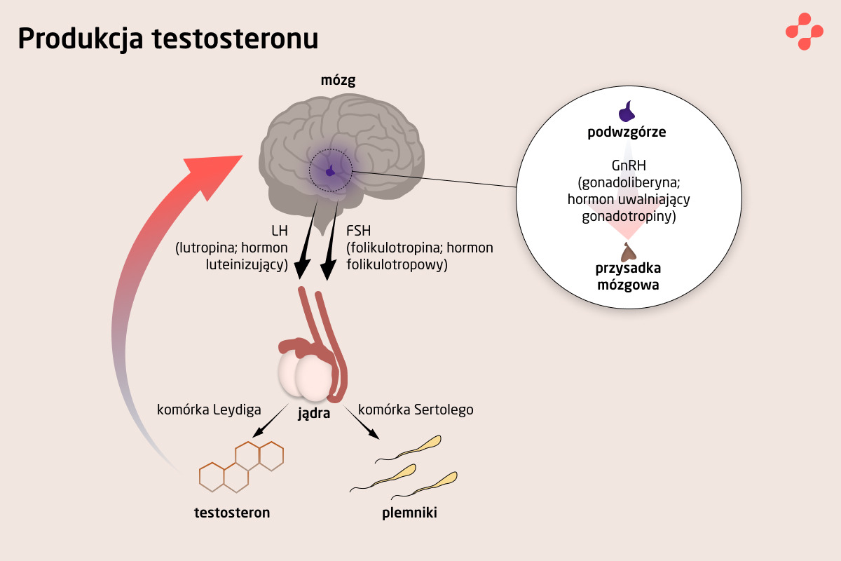 Produkcja testosteronu