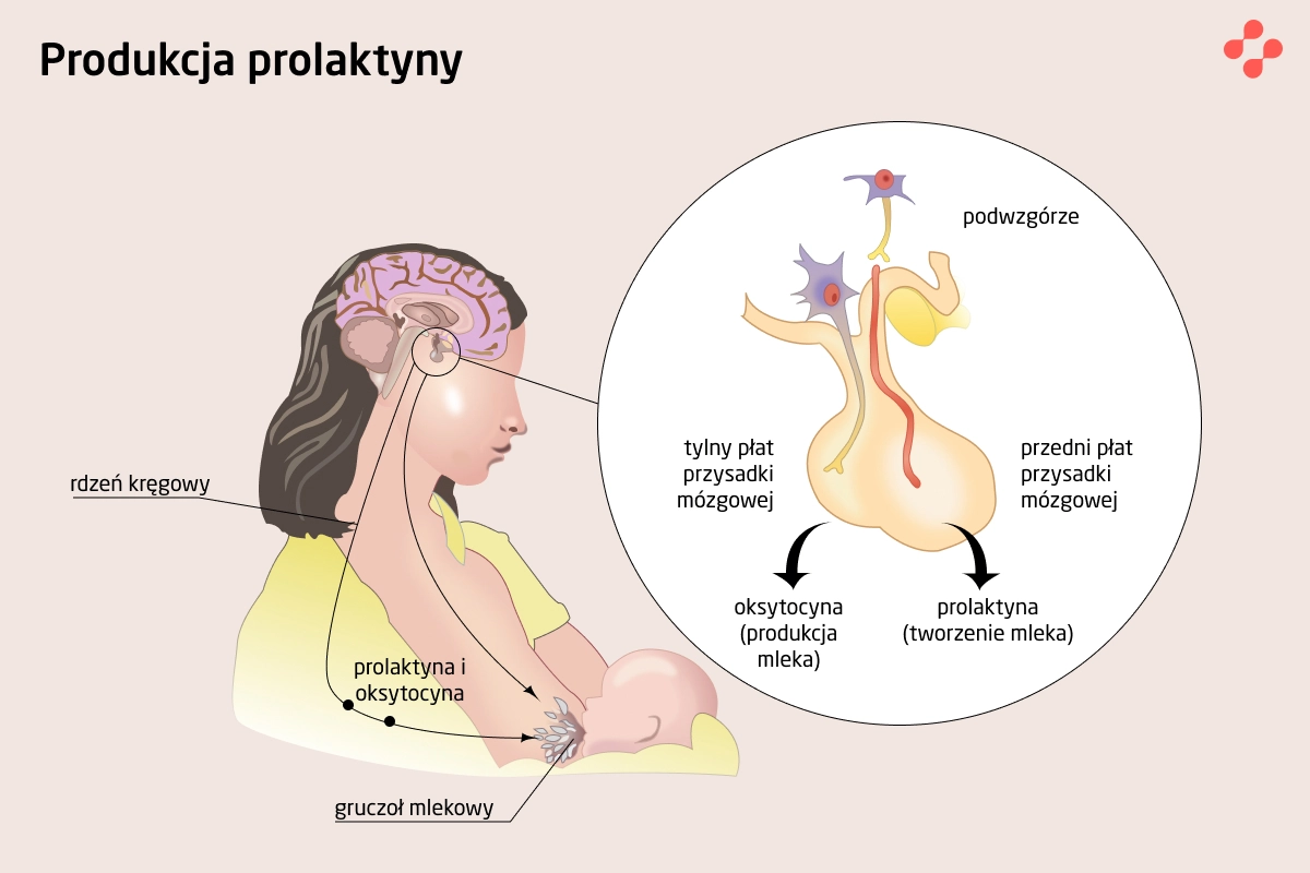 Produkcja prolaktyny