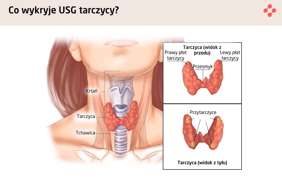 Co wykryje USG tarczycy?